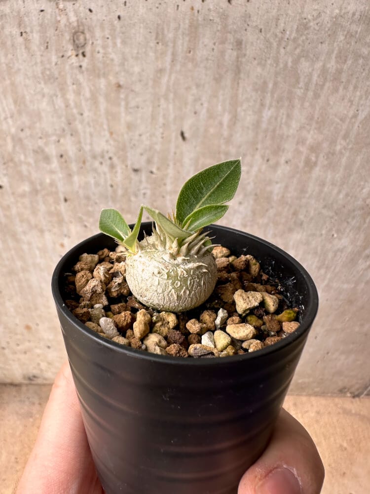 【現品限り】パキポディウム・エニグマチカム【B12】 Pachypodium enigmaticum