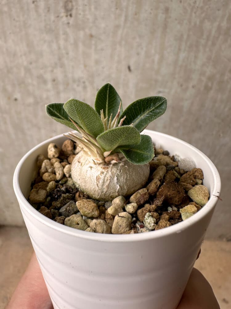 【現品限り】パキポディウム・エニグマチカム【B13】 Pachypodium enigmaticum