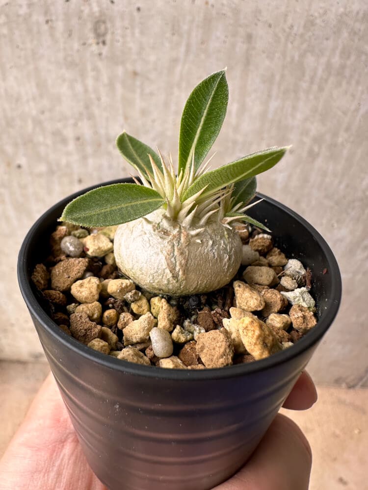 【現品限り】パキポディウム・エニグマチカム【B14】 Pachypodium enigmaticum
