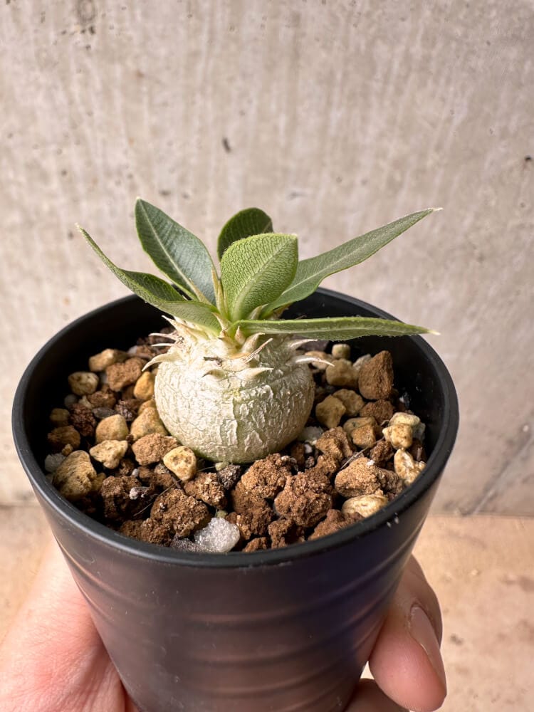 【現品限り】パキポディウム・エニグマチカム【B16】 Pachypodium enigmaticum