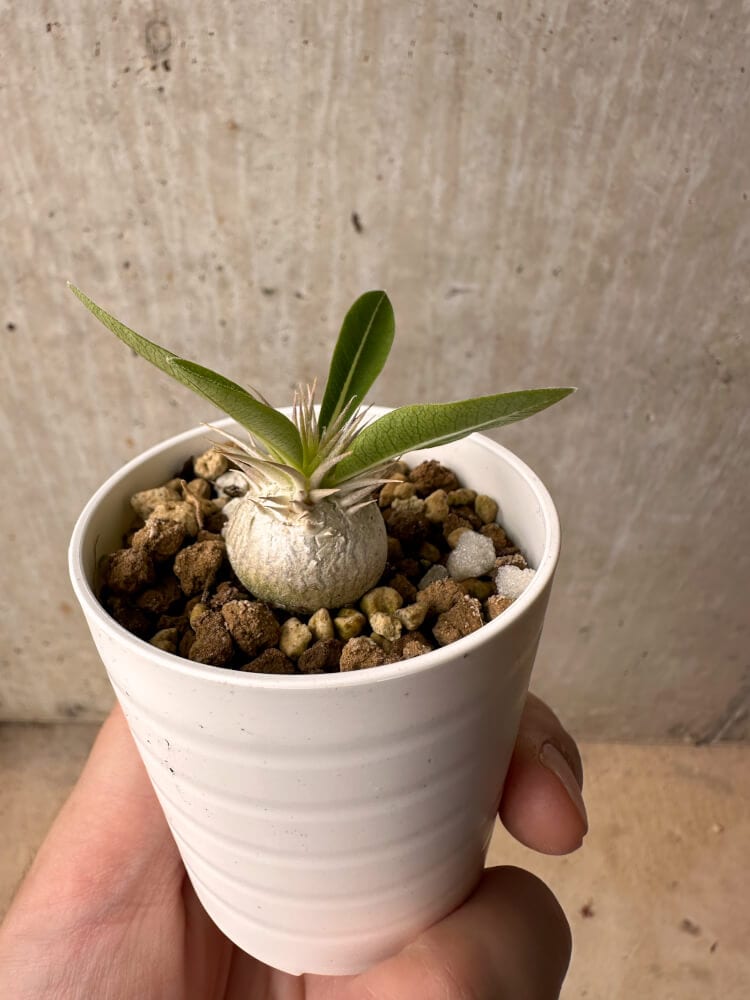 【現品限り】パキポディウム・エニグマチカム【B17】 Pachypodium enigmaticum