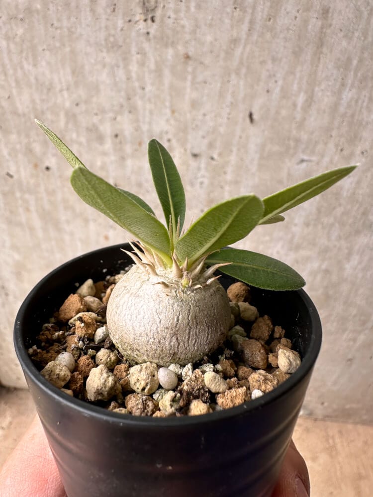 【現品限り】パキポディウム・エニグマチカム【B1】 Pachypodium enigmaticum