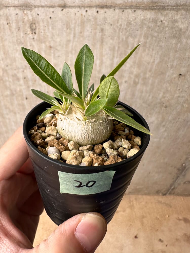 現品限り】パキポディウム・エニグマチカム【B20】 Pachypodium