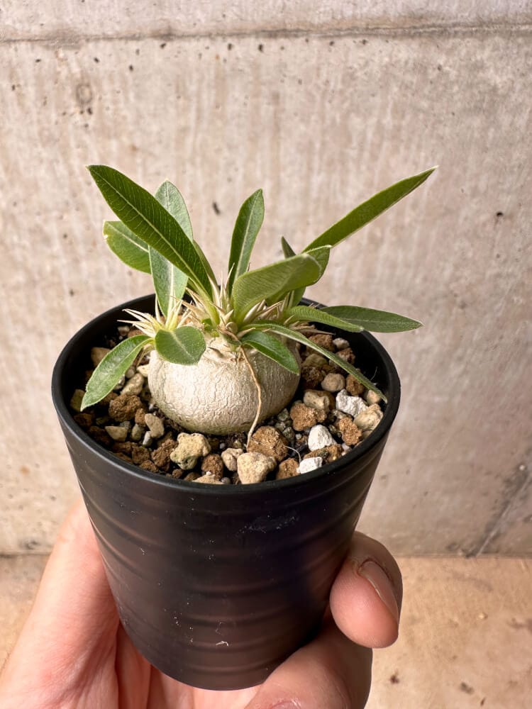 【現品限り】パキポディウム・エニグマチカム【B20】 Pachypodium enigmaticum