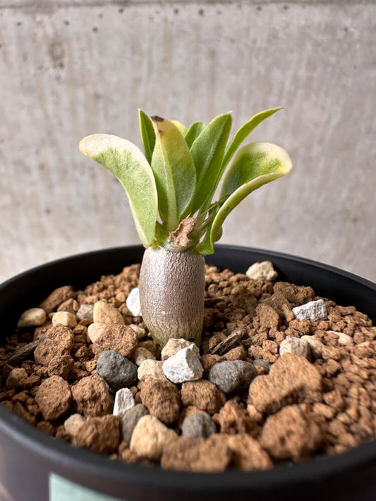 【現品限り】パキポディウム・レアリー【B21】 Pachypodium lealii