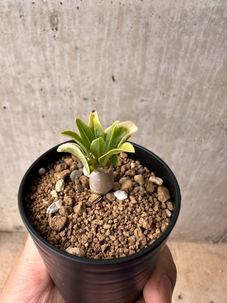 【現品限り】パキポディウム・レアリー【B21】 Pachypodium lealii