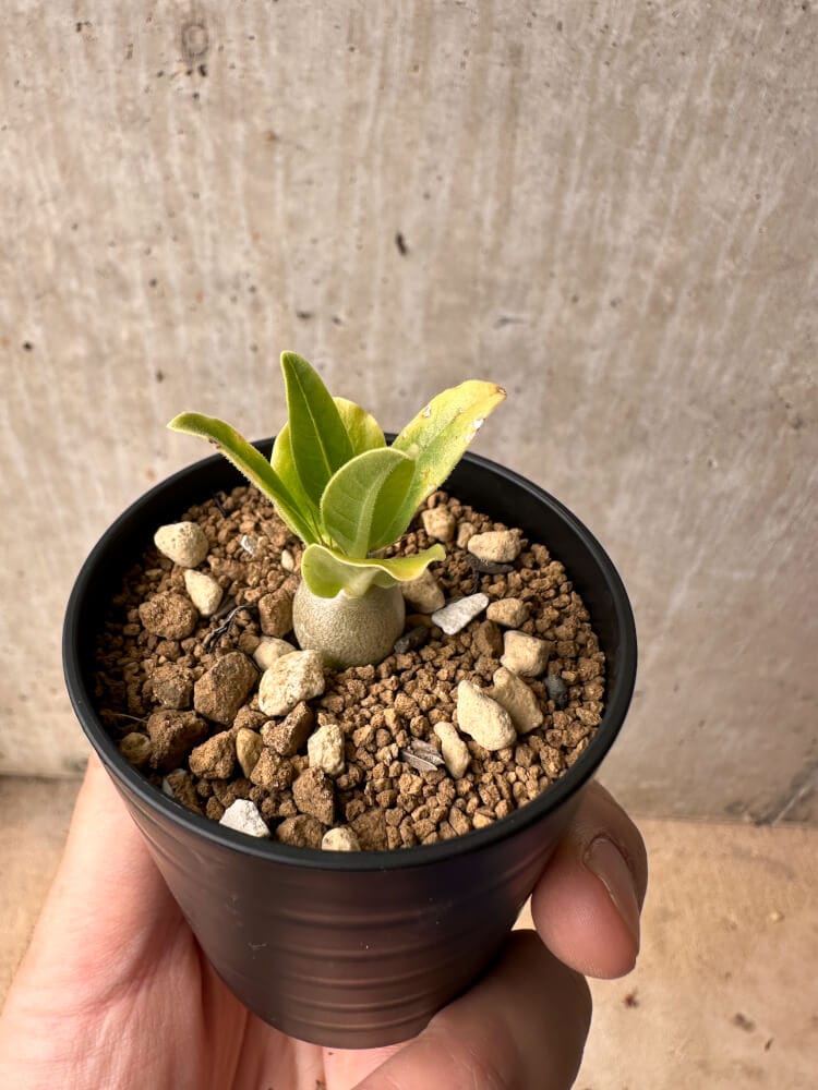 【現品限り】パキポディウム・レアリー【B22】 Pachypodium lealii