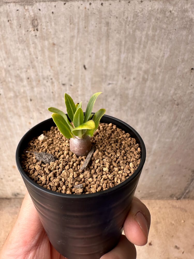 【現品限り】パキポディウム・レアリー【B23】 Pachypodium lealii