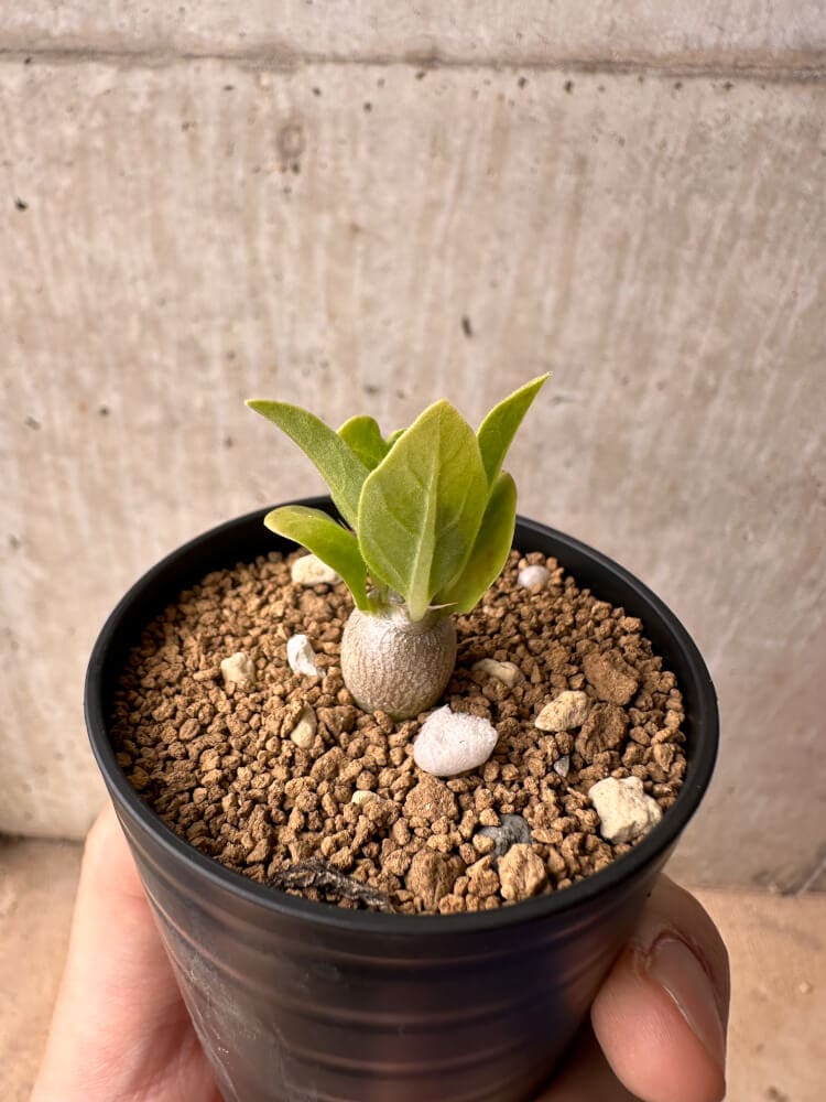 【現品限り】パキポディウム・レアリー【B26】 Pachypodium lealii