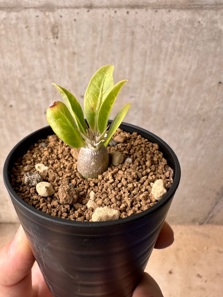 【現品限り】パキポディウム・レアリー【B27】 Pachypodium lealii