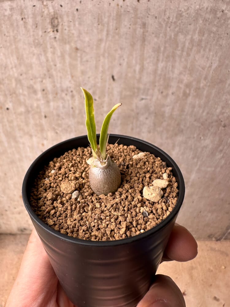 【現品限り】パキポディウム・レアリー【B28】 Pachypodium lealii