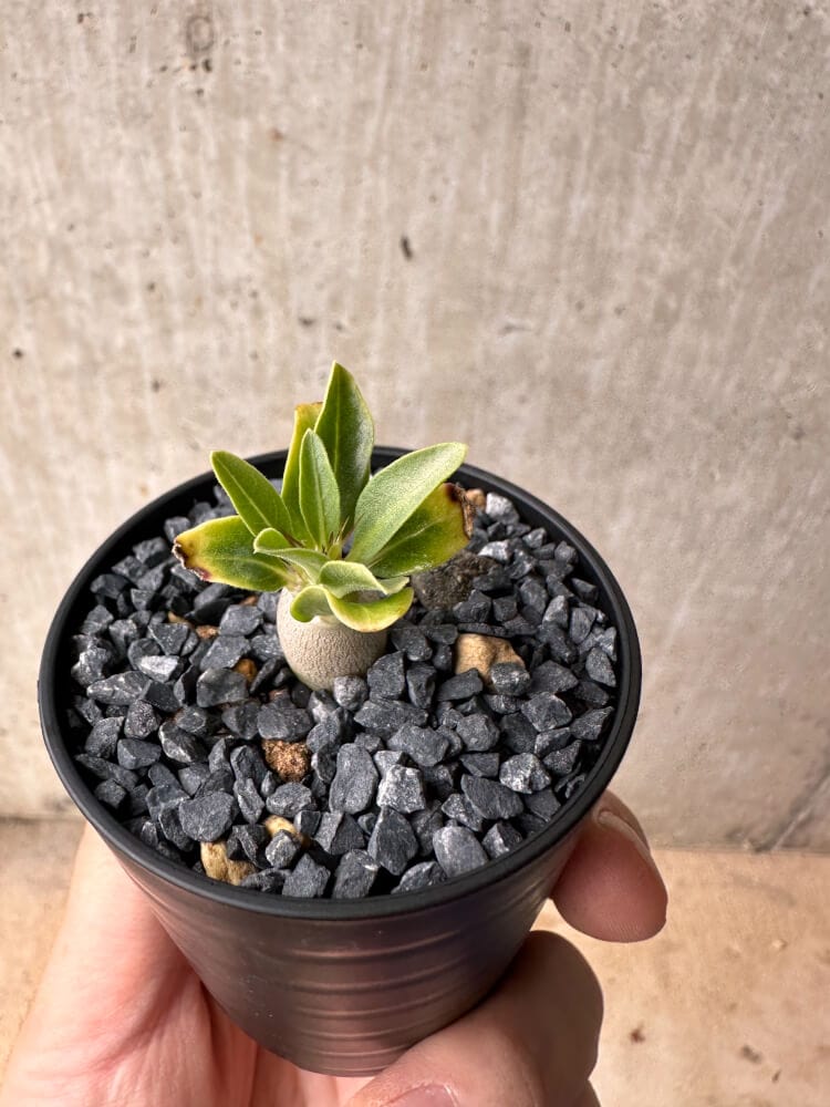 【現品限り】パキポディウム・レアリー【B29】 Pachypodium lealii