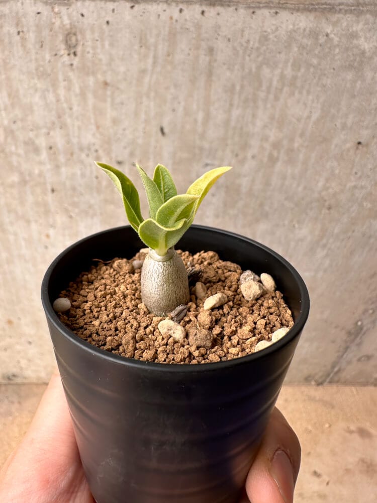 【現品限り】パキポディウム・レアリー【B30】 Pachypodium lealii