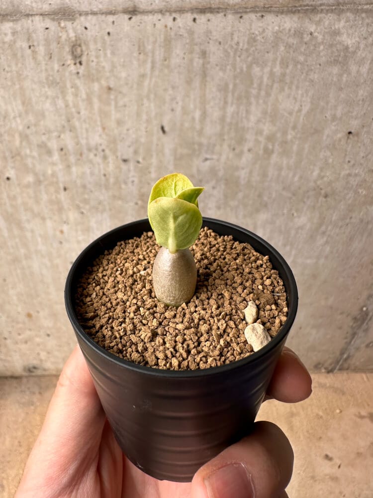 【現品限り】パキポディウム・レアリー【B31】 Pachypodium lealii