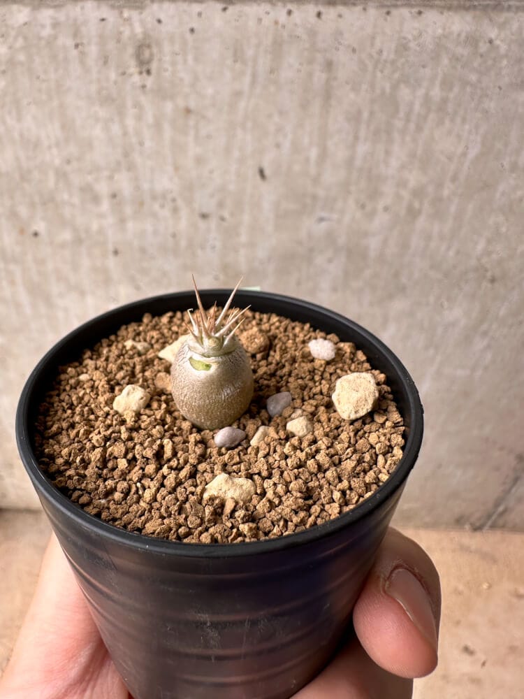 【現品限り】パキポディウム・レアリー【B33】 Pachypodium lealii
