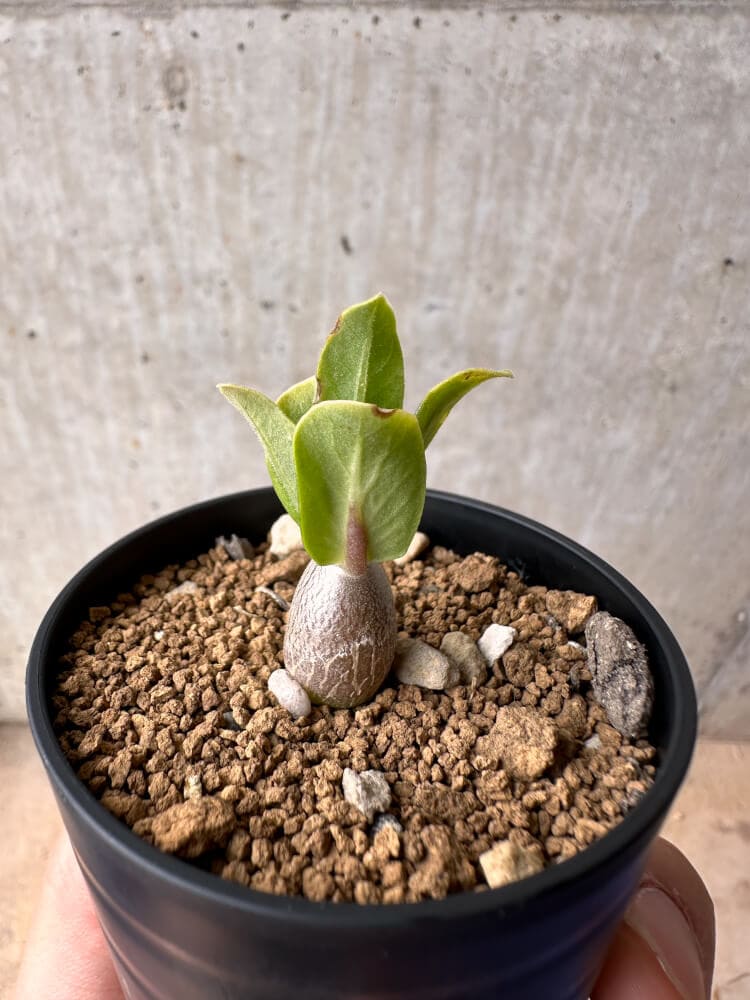 【現品限り】パキポディウム・レアリー【B37】 Pachypodium lealii