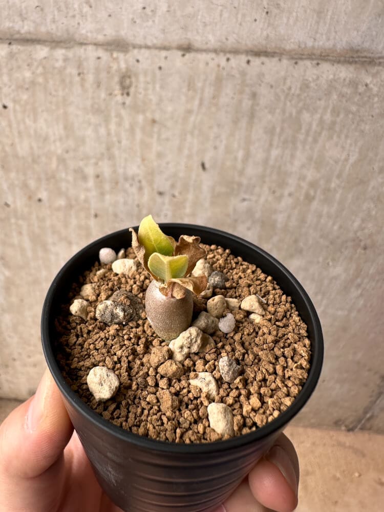 【現品限り】パキポディウム・レアリー【B38】 Pachypodium lealii
