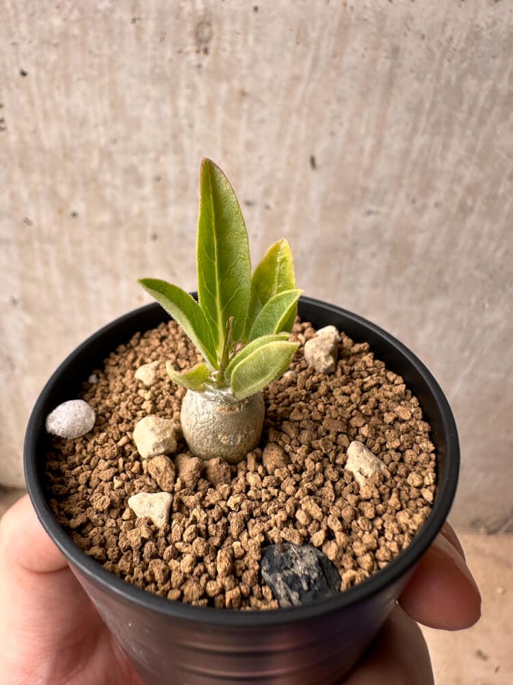 【現品限り】パキポディウム・レアリー【B39】 Pachypodium lealii