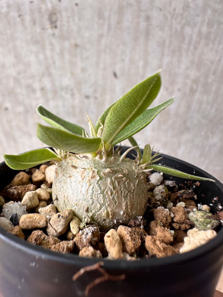 【現品限り】パキポディウム・エニグマチカム【B3】 Pachypodium enigmaticum
