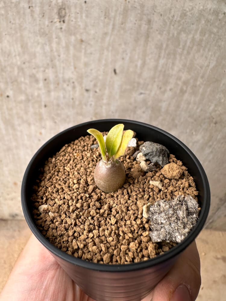【現品限り】パキポディウム・レアリー【B40】 Pachypodium lealii