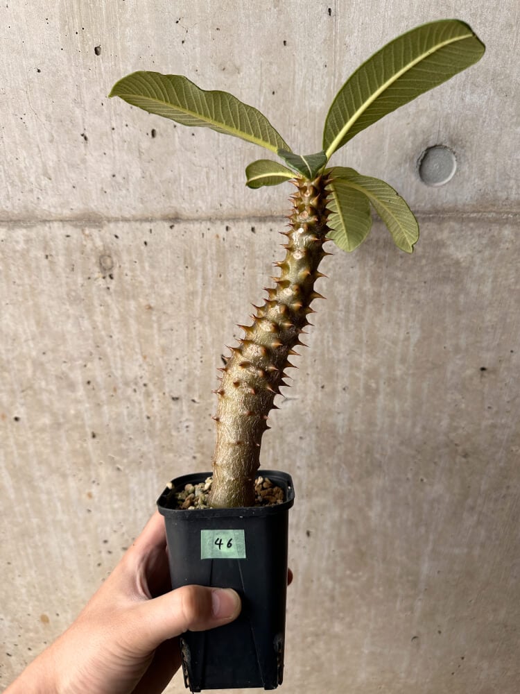 現品限り】パキポディウム・バロニー 実生【B46】 Pachypodium baronii