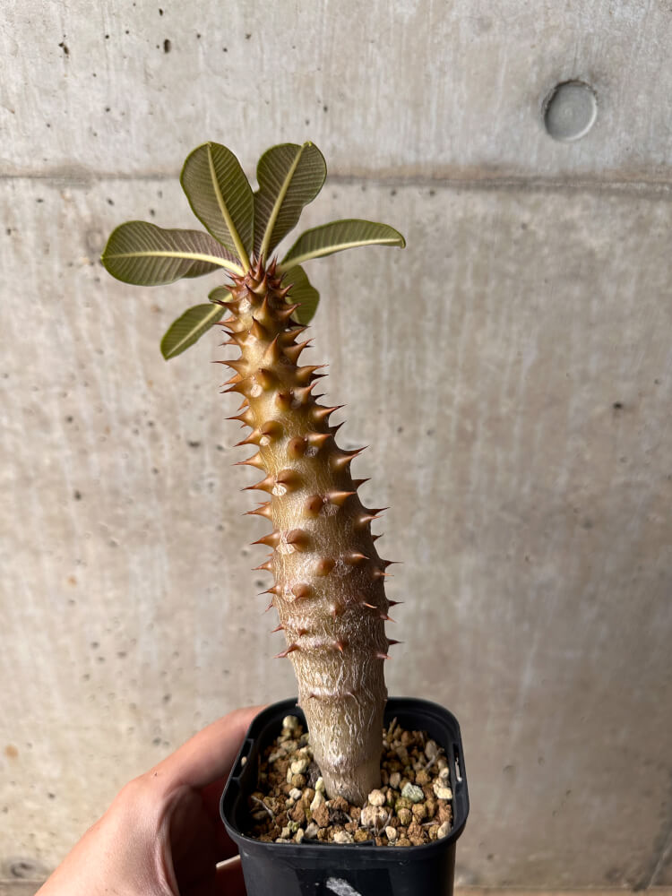 【現品限り】パキポディウム・バロニー 実生【B47】 Pachypodium baronii