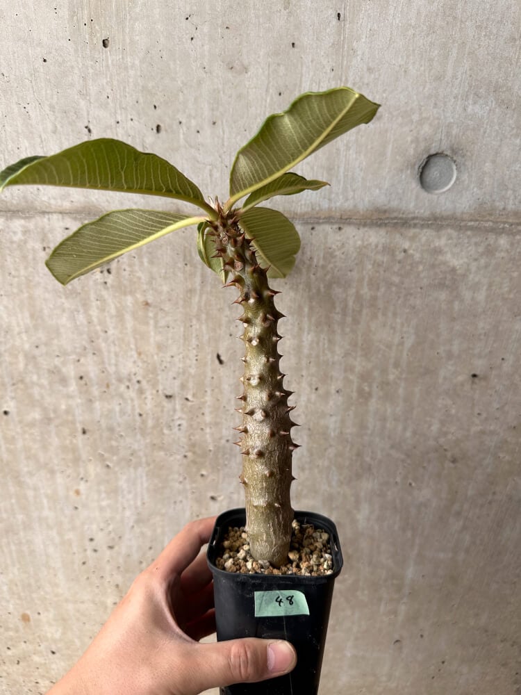 現品限り】パキポディウム・バロニー 実生【B48】 Pachypodium baronii