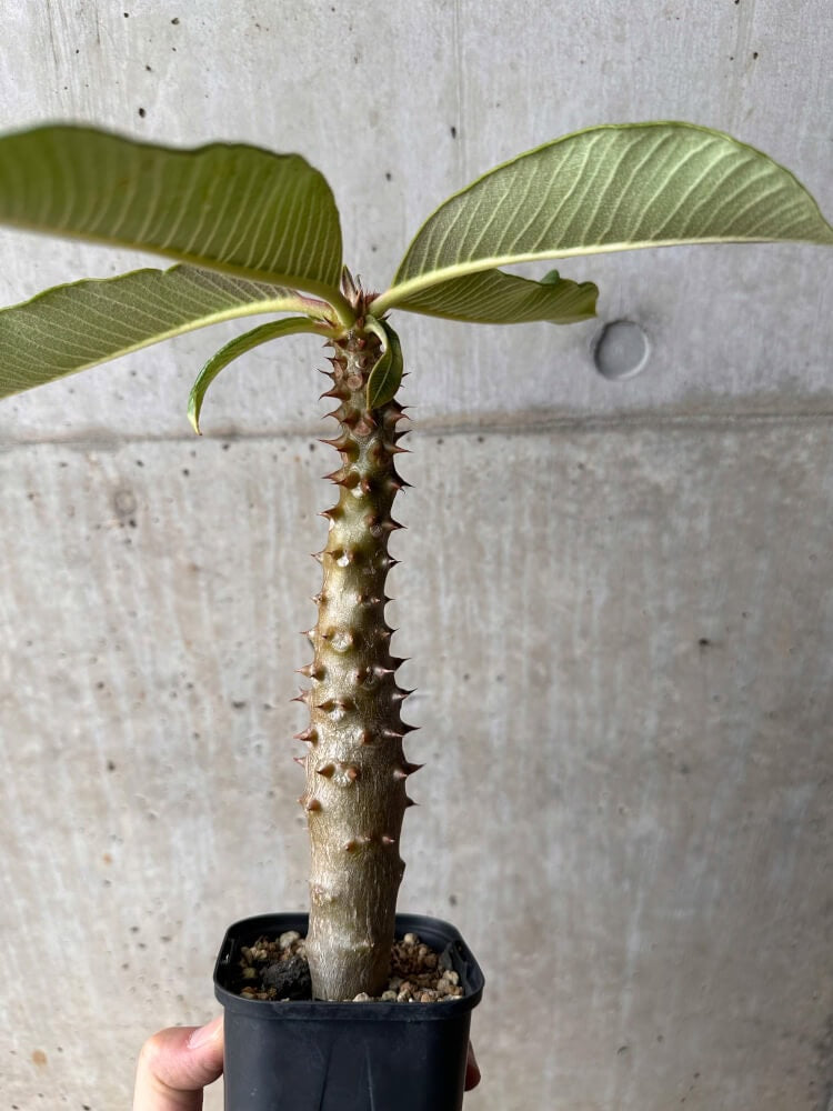 【現品限り】パキポディウム・バロニー 実生【B48】 Pachypodium baronii