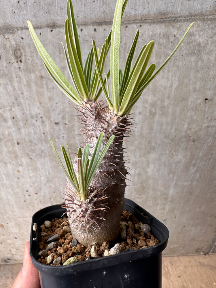 【現品限り】パキポディウム・グラキリス 実生【B51】 Pachypodium gracilius