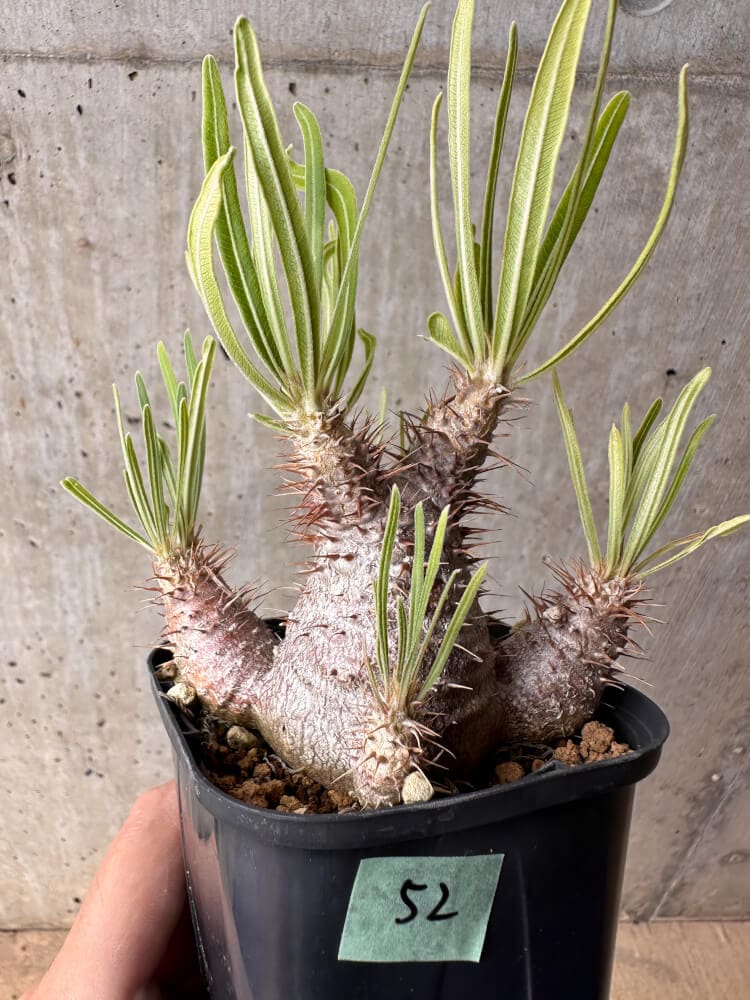 現品限り】パキポディウム・グラキリス 実生【B52】 Pachypodium