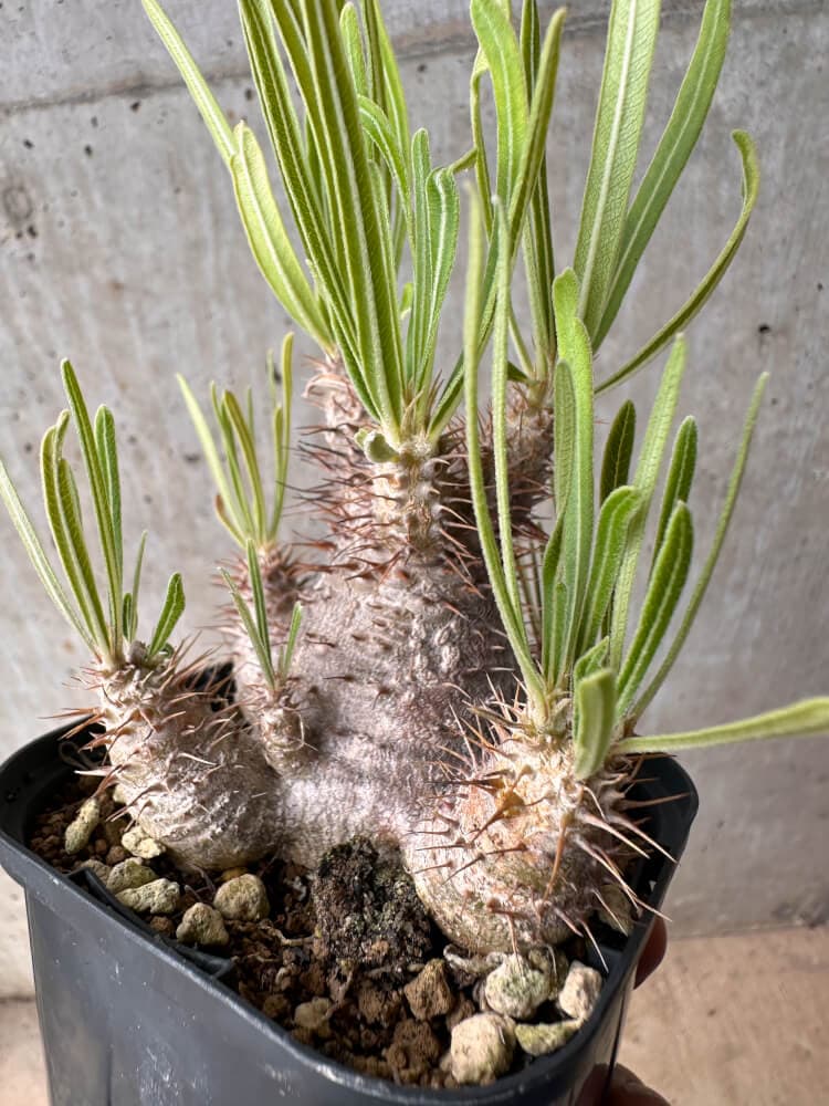 【現品限り】パキポディウム・グラキリス 実生【B52】 Pachypodium gracilius