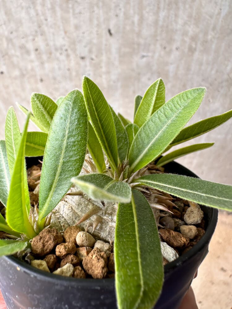 【現品限り】パキポディウム・ハイブリッド(brevicaule×makayense×densicaule)【B53】