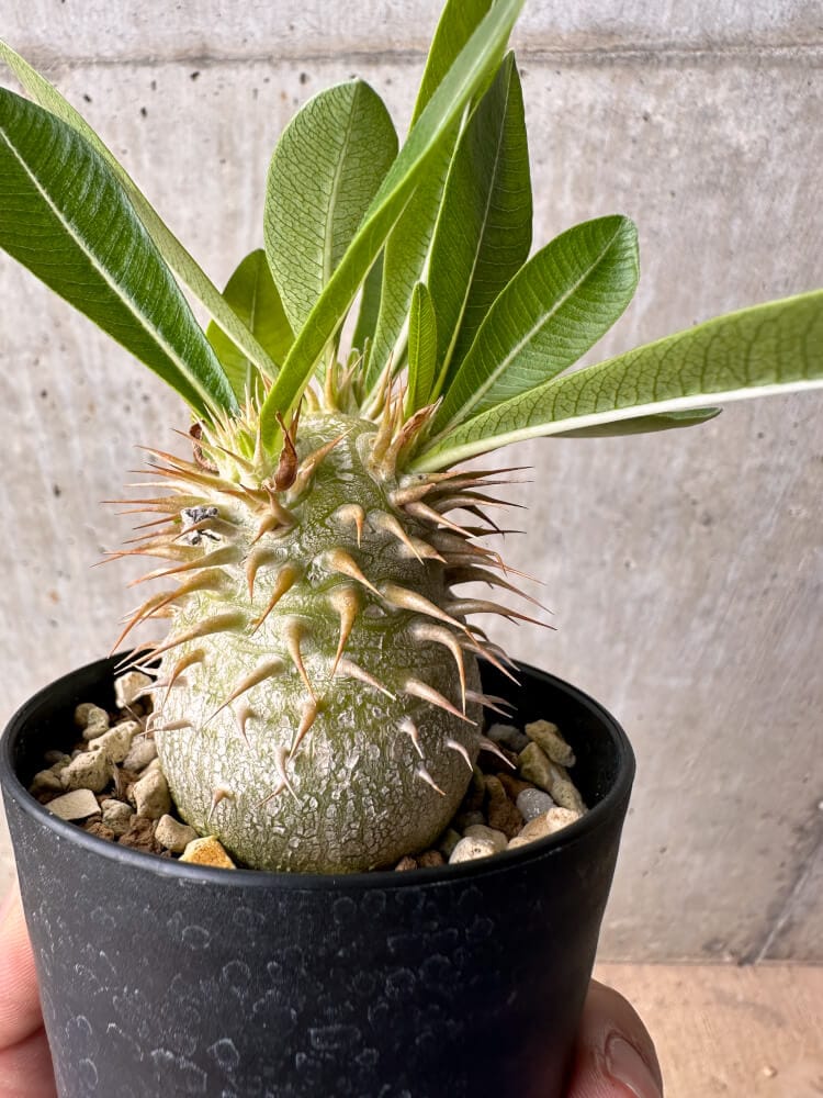 【現品限り】パキポディウム・エブレネウム【B56】 Pachypodium eburneum