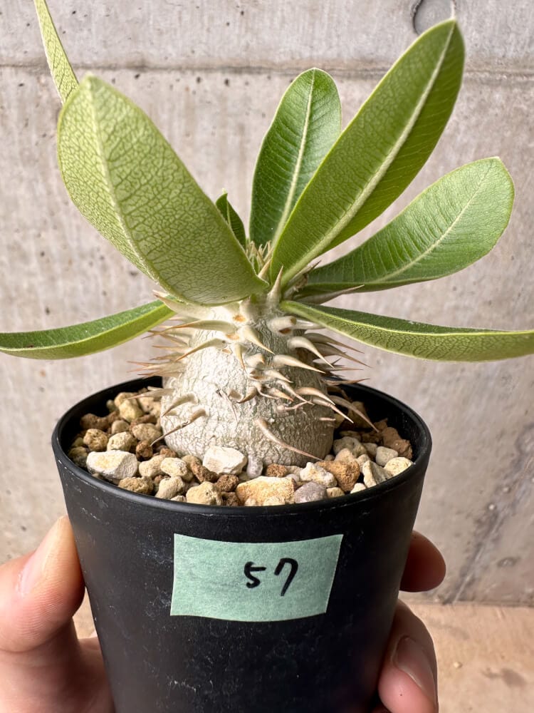 現品限り】パキポディウム・エニグマチカム【B57】 Pachypodium