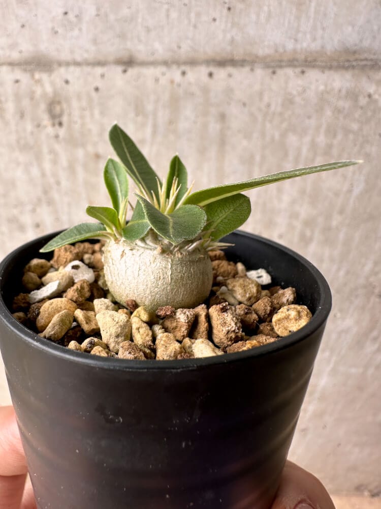 【現品限り】パキポディウム・エニグマチカム【B5】 Pachypodium enigmaticum