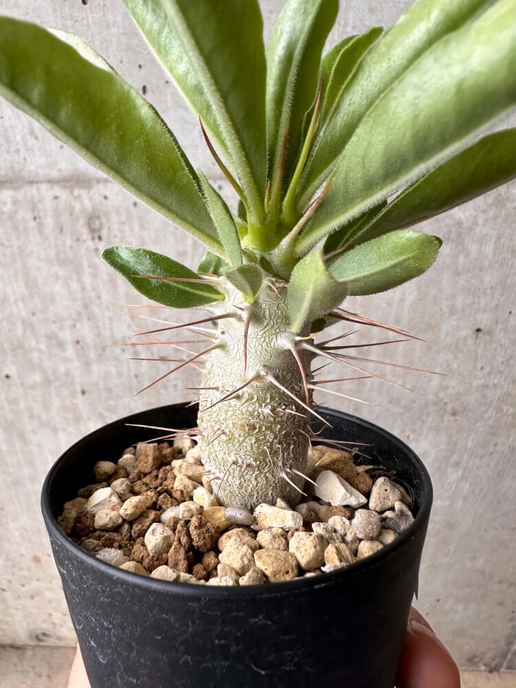 【現品限り】パキポディウム・サンデルシー 白馬城【B61】 Pachypodium saundersii