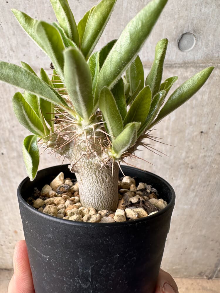 【現品限り】パキポディウム・サンデルシー 白馬城【B62】 Pachypodium saundersii