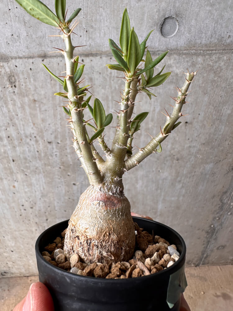 【現品限り】パキポディウム・ビスピノーサム【B63】 Pachypodium bispinosum