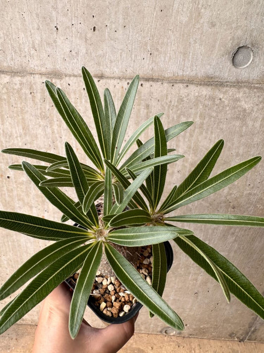 【現品限り】パキポディウム・グラキリス 大株 実生【B65】 Pachypodium gracilius