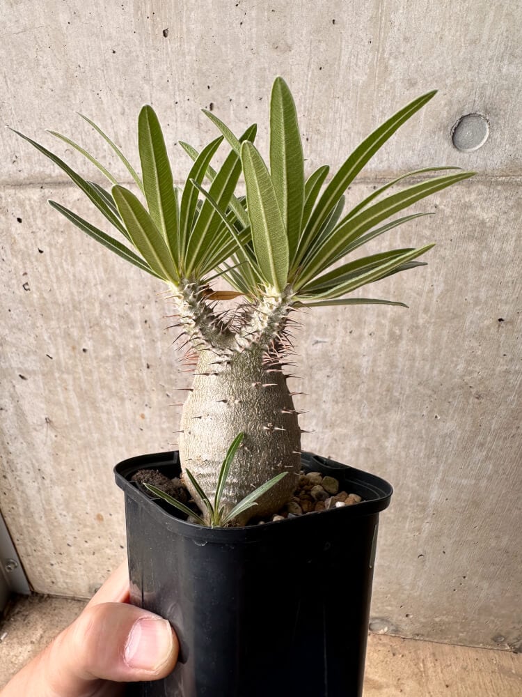 【現品限り】パキポディウム・グラキリス 大株 実生【B65】 Pachypodium gracilius