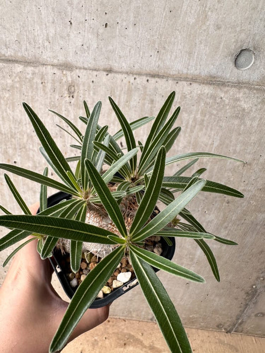 【現品限り】パキポディウム・グラキリス 大株 実生【B66】 Pachypodium gracilius