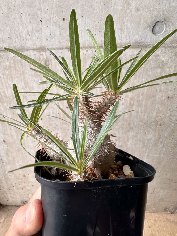 【現品限り】パキポディウム・グラキリス 大株 実生【B66】 Pachypodium gracilius