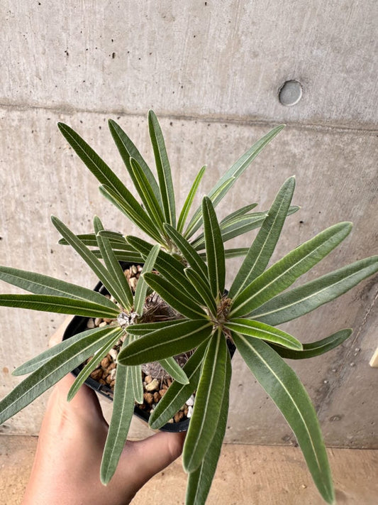 【現品限り】パキポディウム・グラキリス 大株 実生【B67】 Pachypodium gracilius