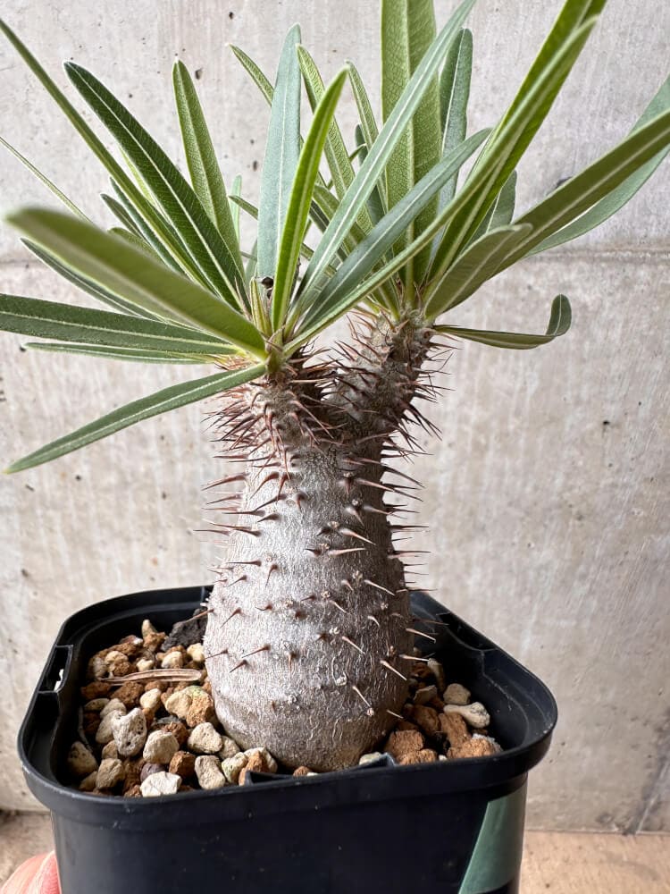 【現品限り】パキポディウム・グラキリス 大株 実生【B67】 Pachypodium gracilius
