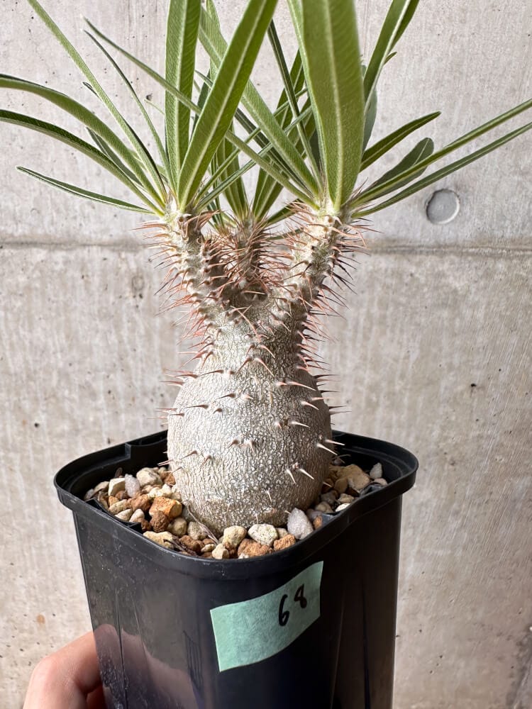 現品限り】パキポディウム・グラキリス 大株 実生【B68】 Pachypodium