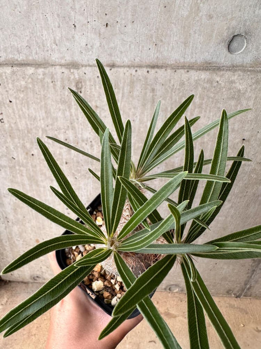 【現品限り】パキポディウム・グラキリス 大株 実生【B68】 Pachypodium gracilius