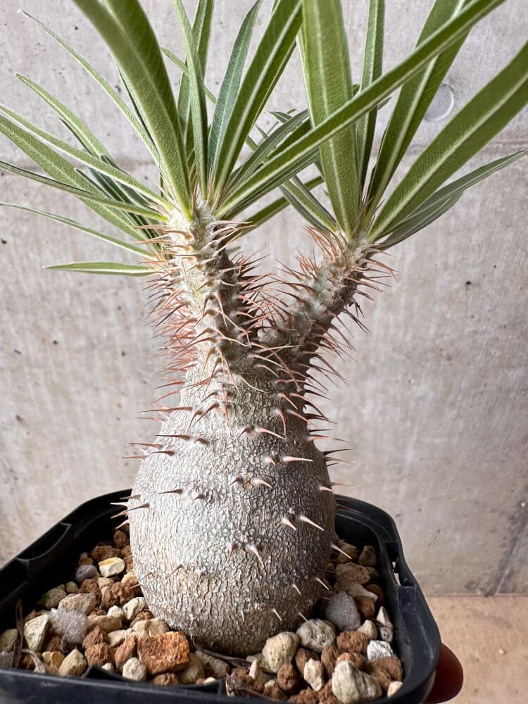 【現品限り】パキポディウム・グラキリス 大株 実生【B68】 Pachypodium gracilius