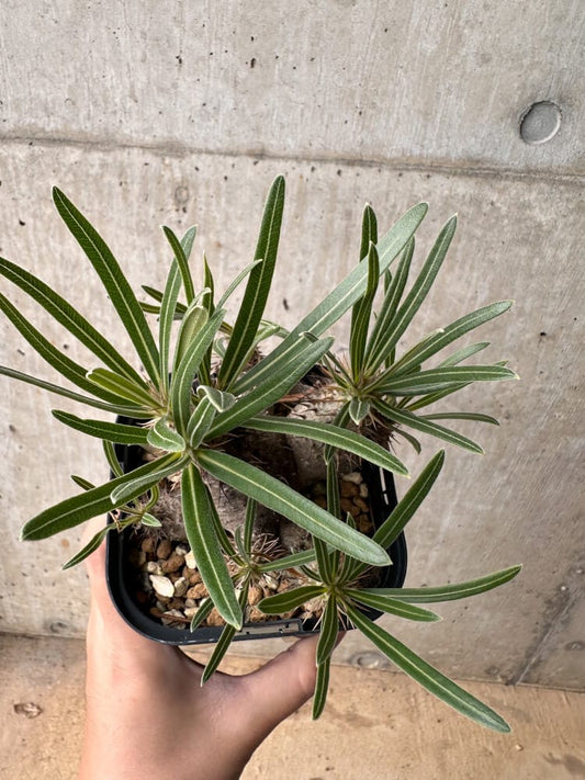 【現品限り】パキポディウム・グラキリス 大株 実生【B69】 Pachypodium gracilius