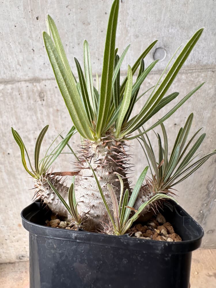 【現品限り】パキポディウム・グラキリス 大株 実生【B69】 Pachypodium gracilius