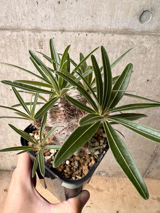 【現品限り】パキポディウム・グラキリス 大株 実生【B70】 Pachypodium gracilius